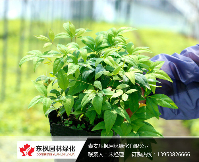 <br> 火焰南天竹的種植方法