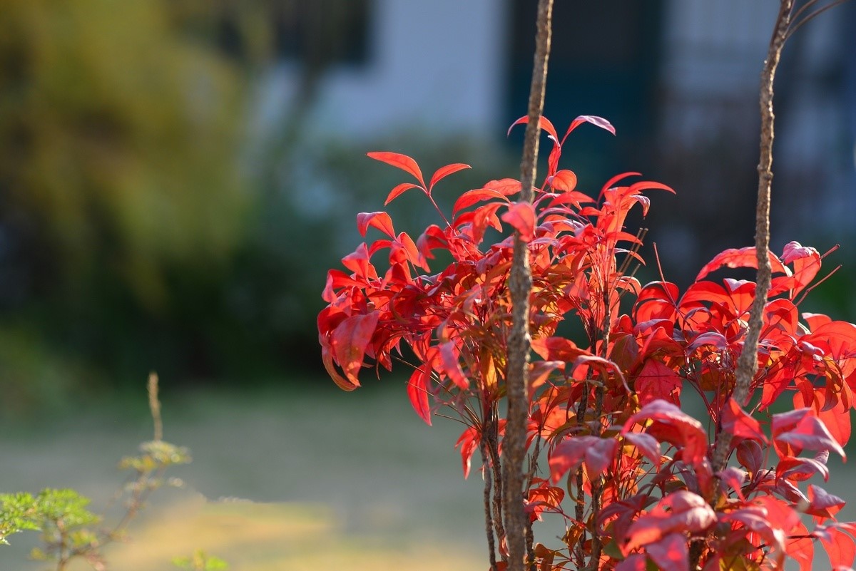 泰安東楓園林熱銷產品——火焰南天竹g