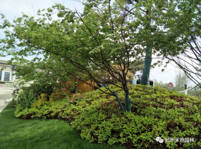 火焰南天竹入市以來熱度不減，未來幾年市場(chǎng)好！