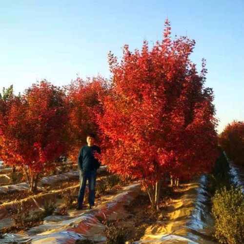 叢生多桿苗木市場需求火爆，叢生紅點紅楓正在逐漸走俏……