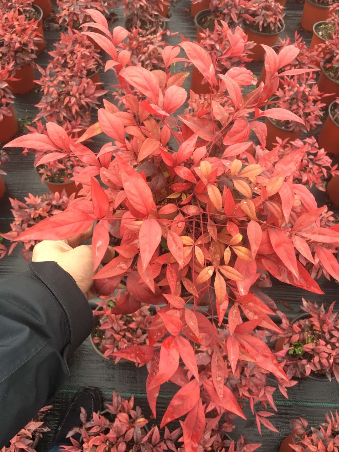 新品火焰南天竹未來市場(chǎng)及發(fā)展前景