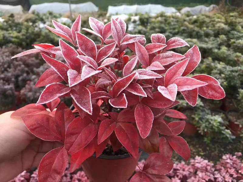 新品火焰南天竹未來市場(chǎng)及發(fā)展前景