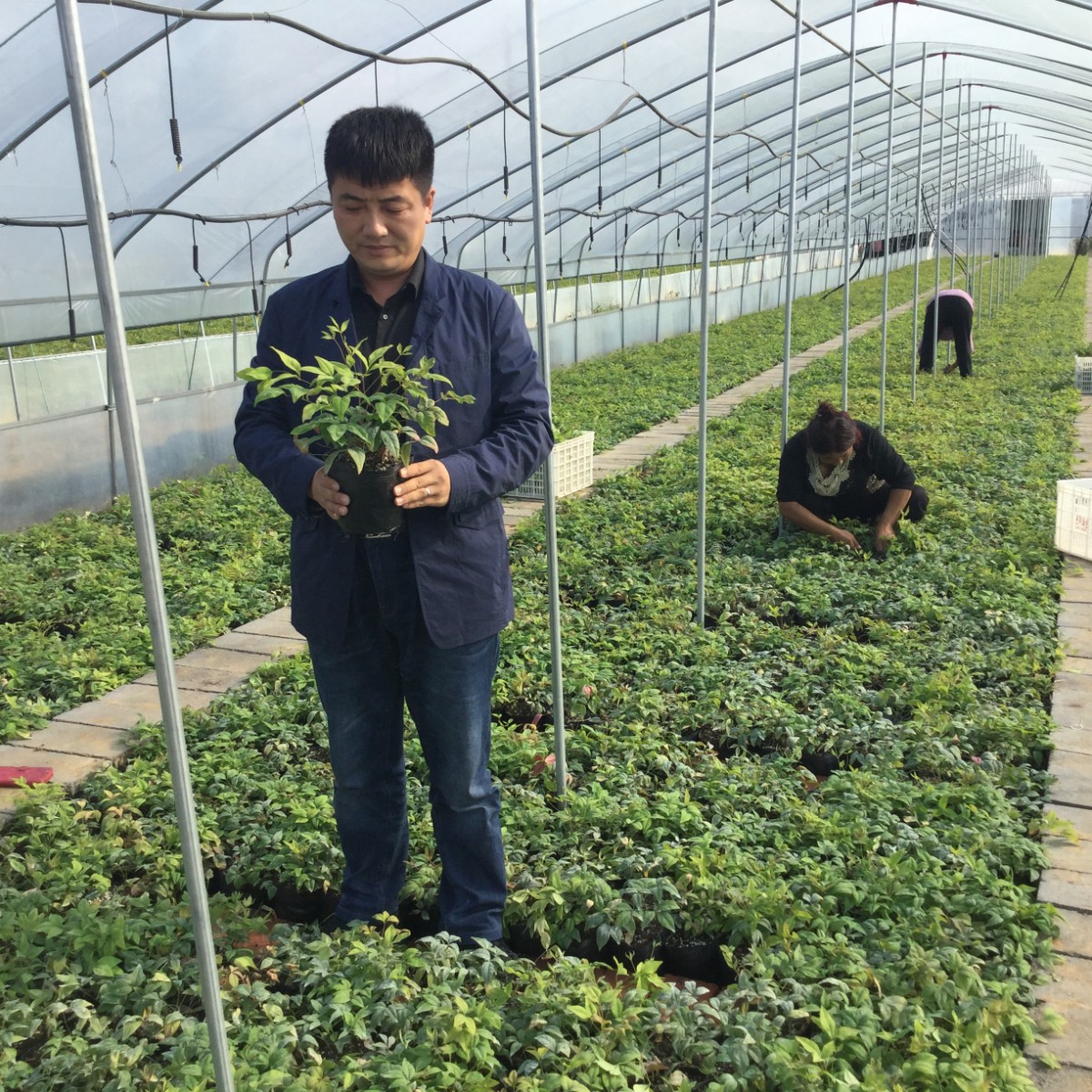 新品火焰南天竹未來市場(chǎng)及發(fā)展前景