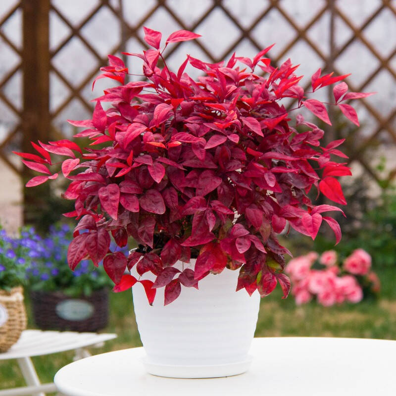 火焰南天竹——在冰冷的冬天，送你暖的色彩！